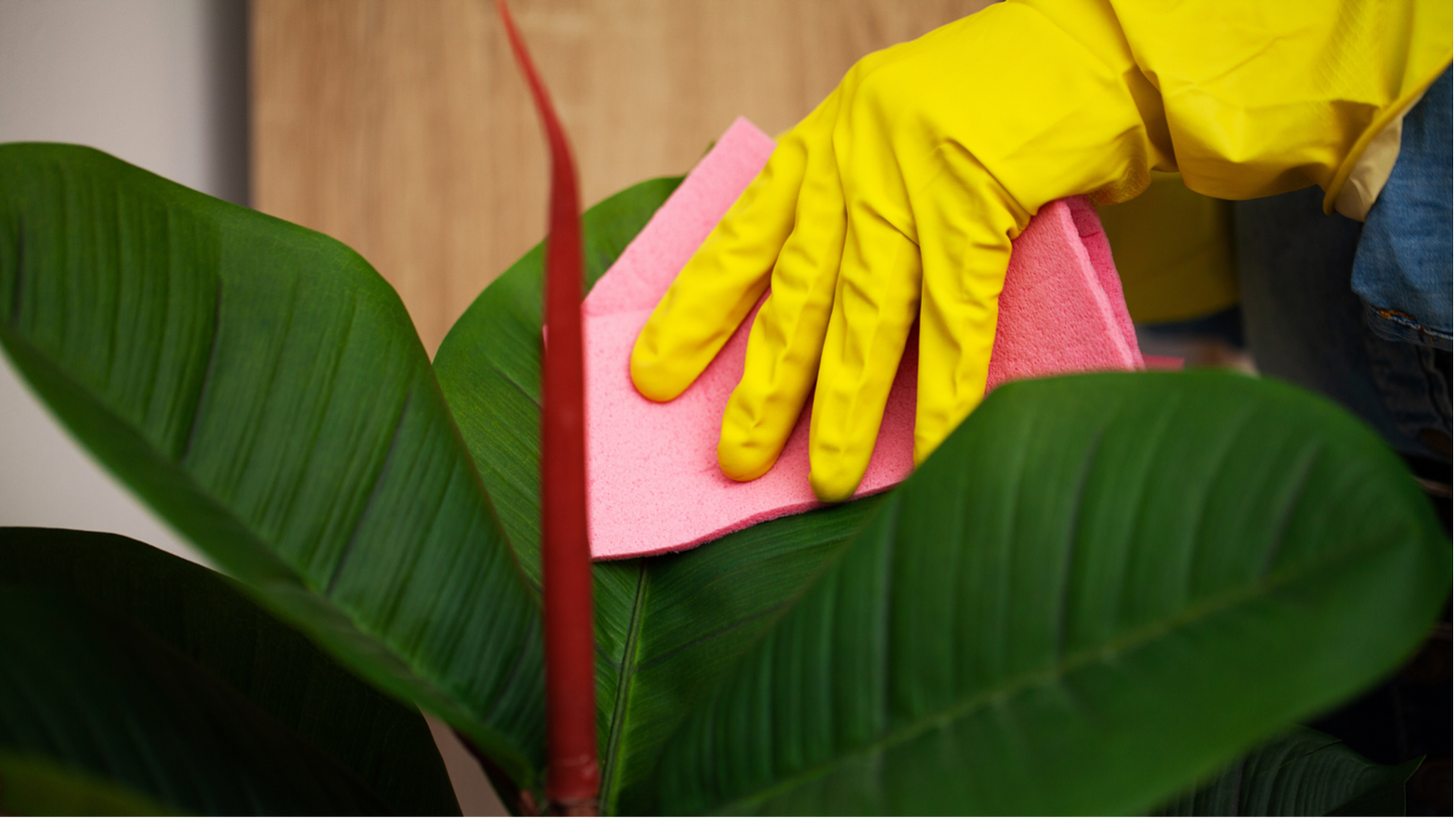 Green Cleaning Services in Overland Park